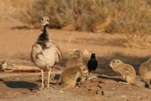 Namibie